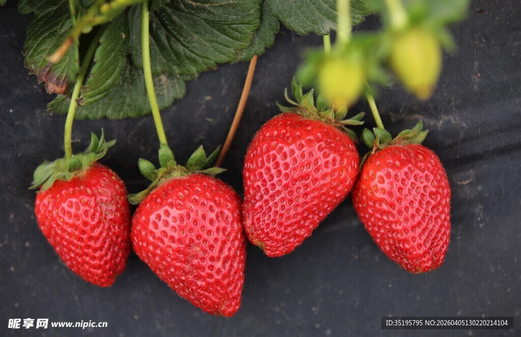 新鲜诱人的草莓果实