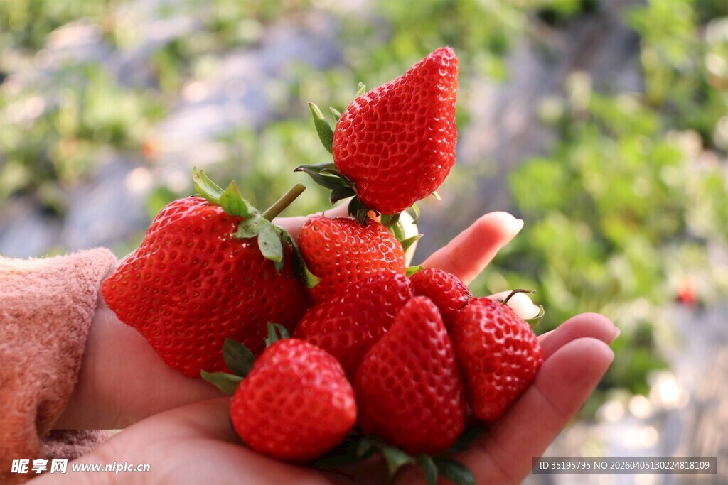 手捧新鲜饱满的红草莓