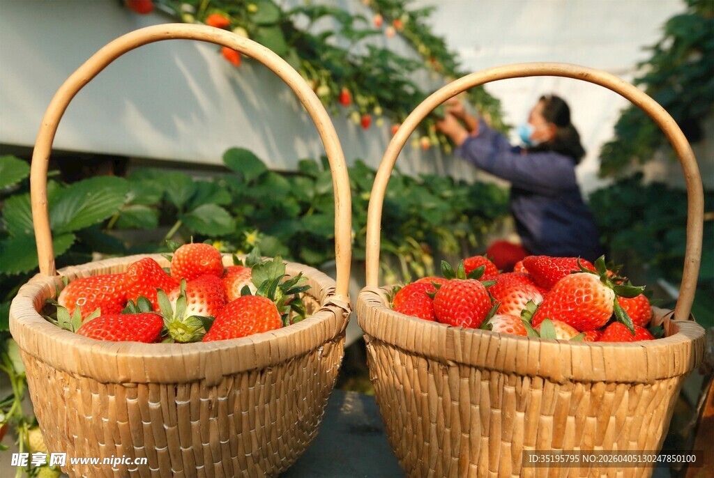两篮新鲜采摘的诱人草莓