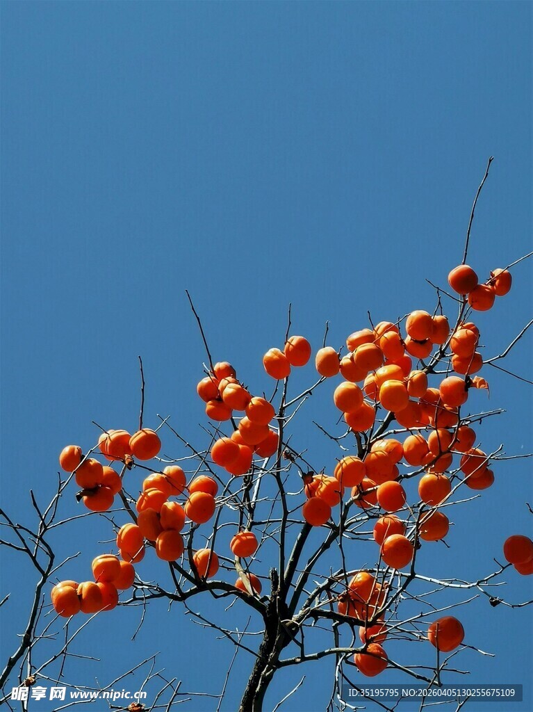 枝头红柿映蓝天
