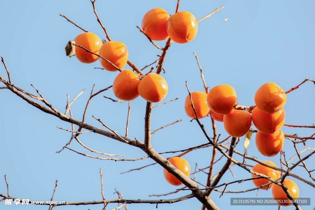 枝头挂柿映蓝天