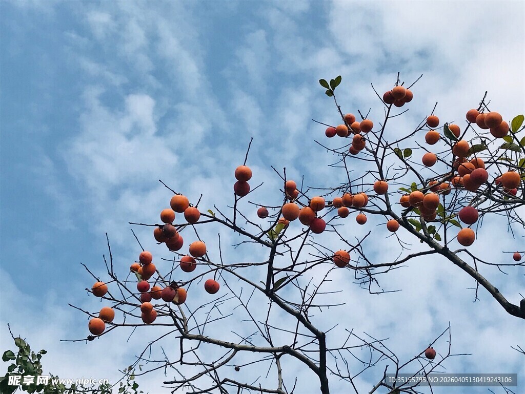 蓝天映衬下的红果树枝