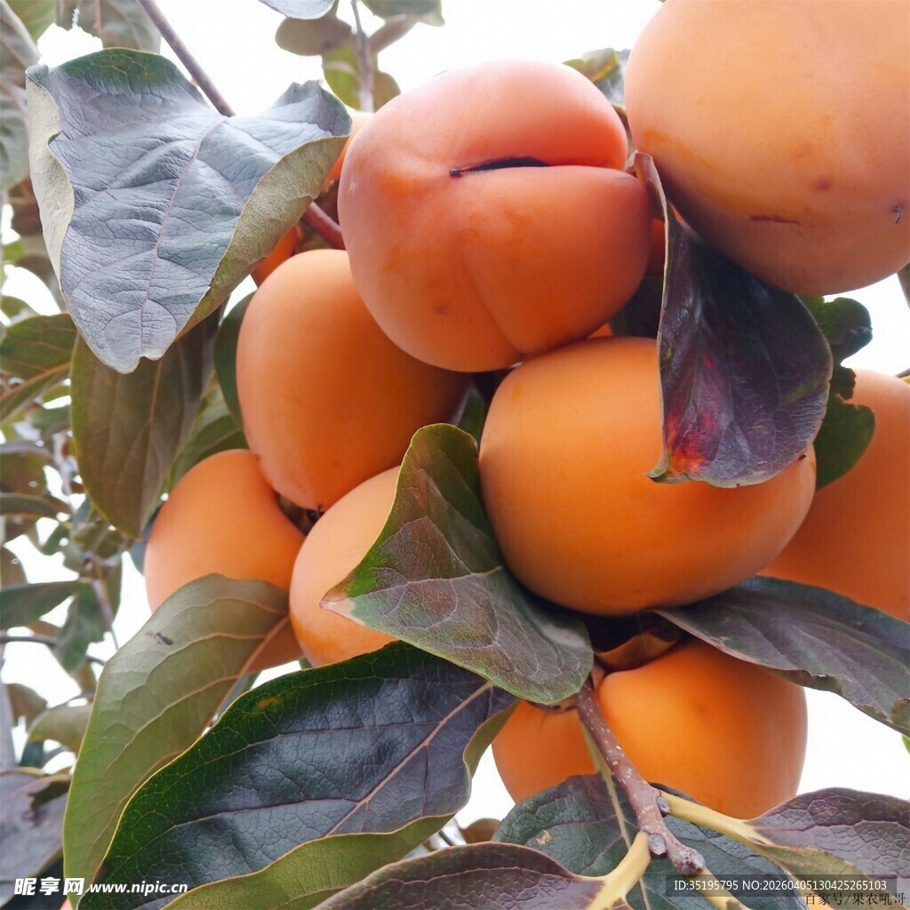 枝头饱满的成熟柿子