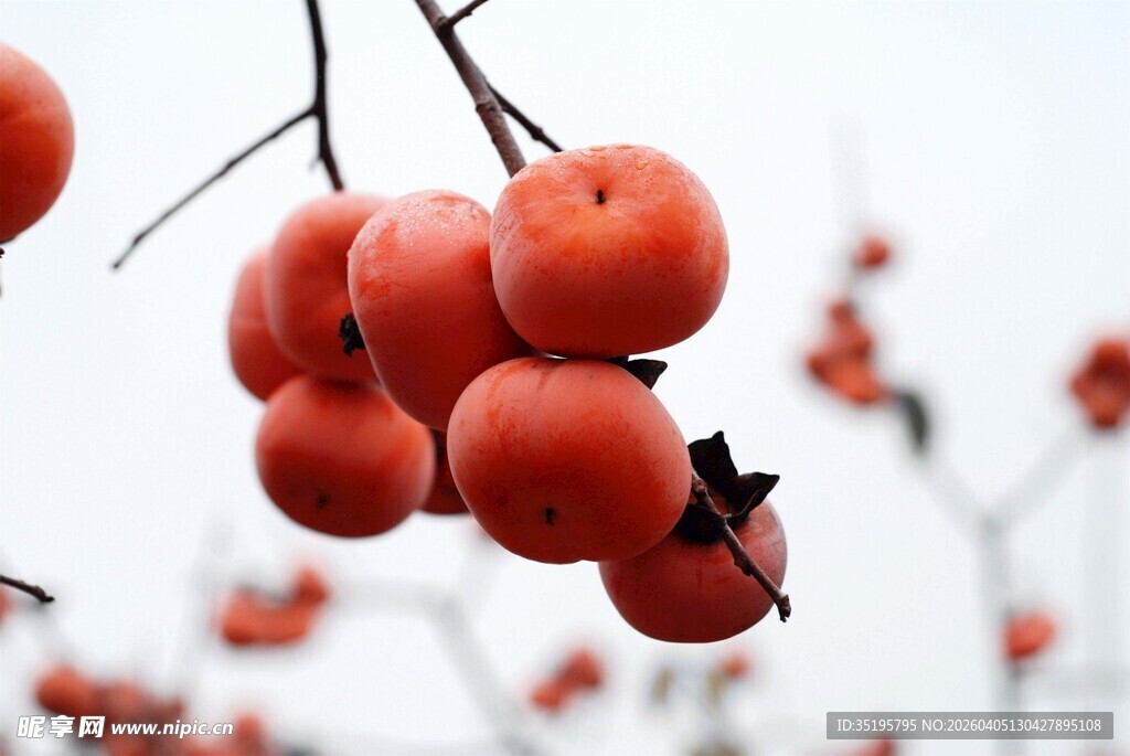 枝头红柿尽显秋日风