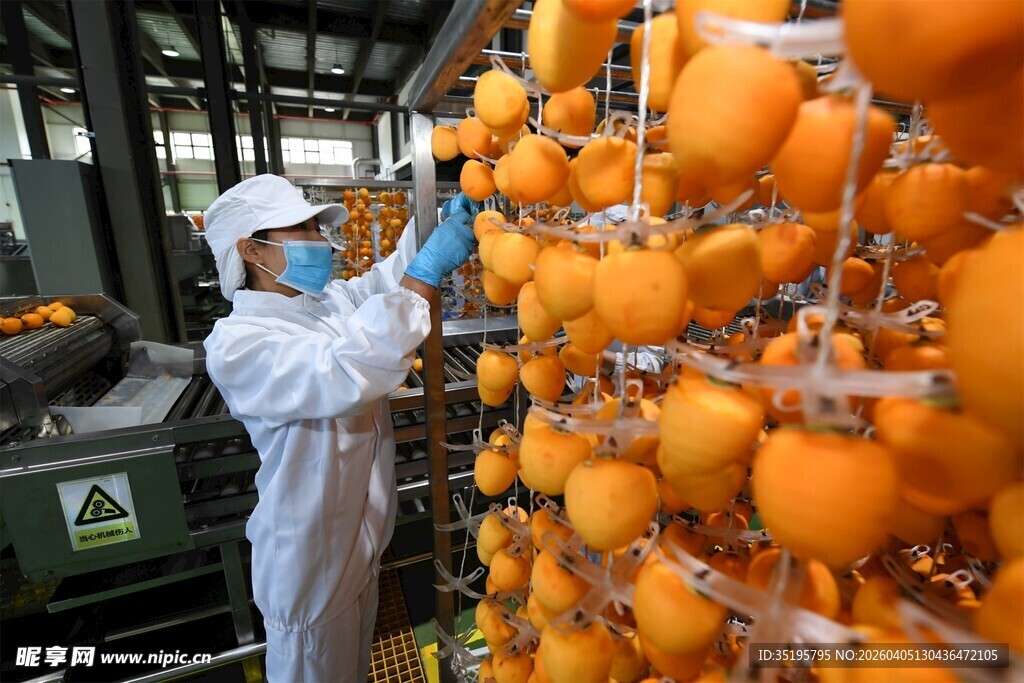 工人操作柿子加工设备