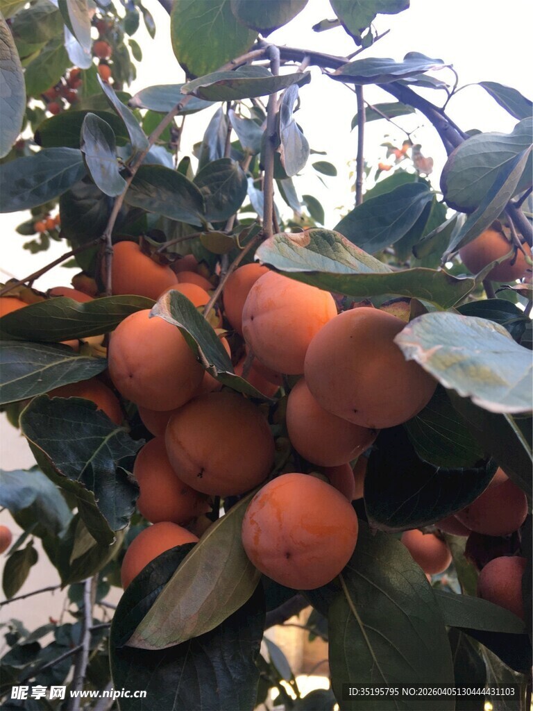 枝头硕果累累的柿子树