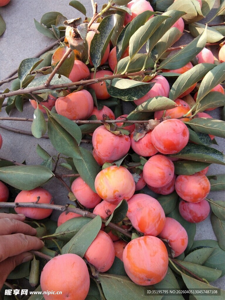 枝头硕果累累的诱人柿子