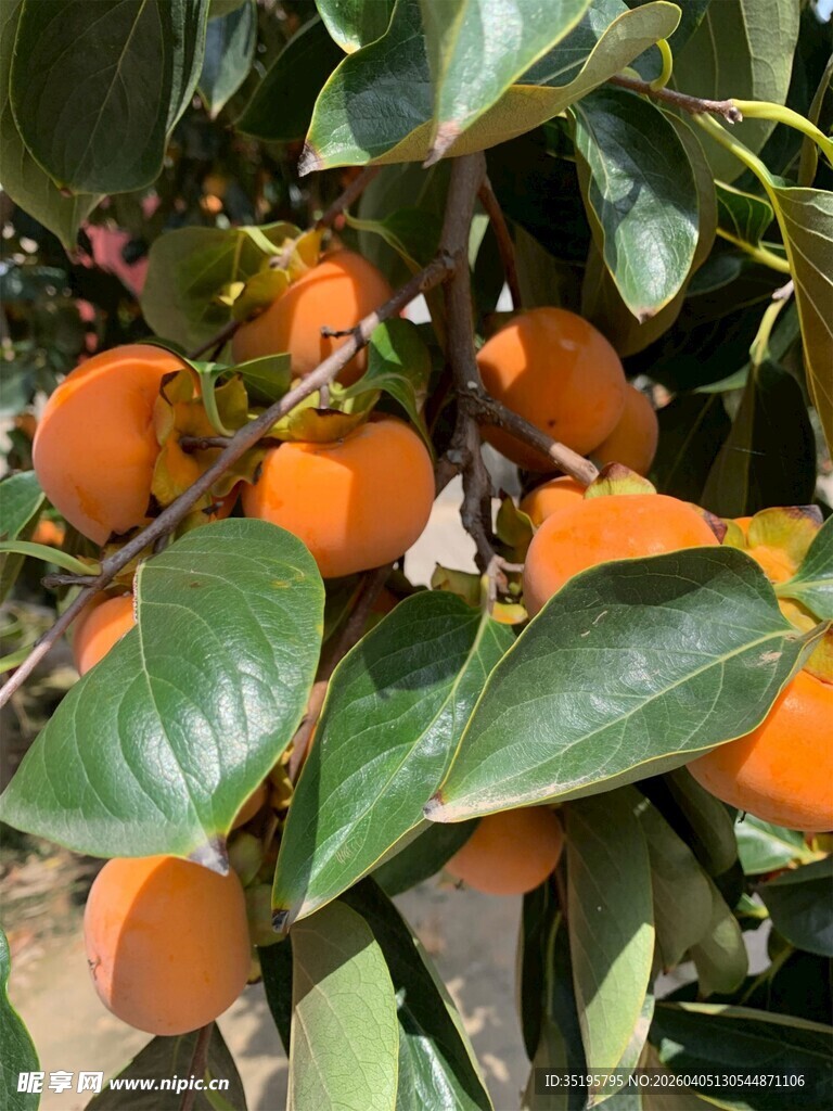 枝头硕果累累的橙色柿子