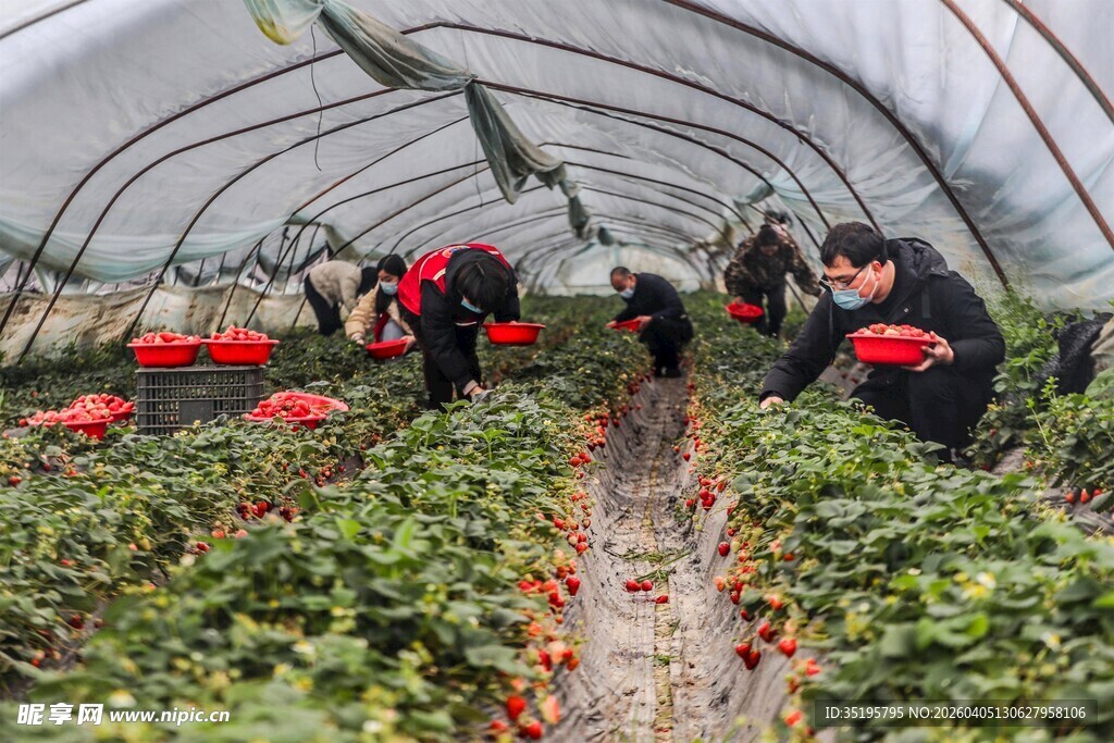温室里的草莓采摘活动