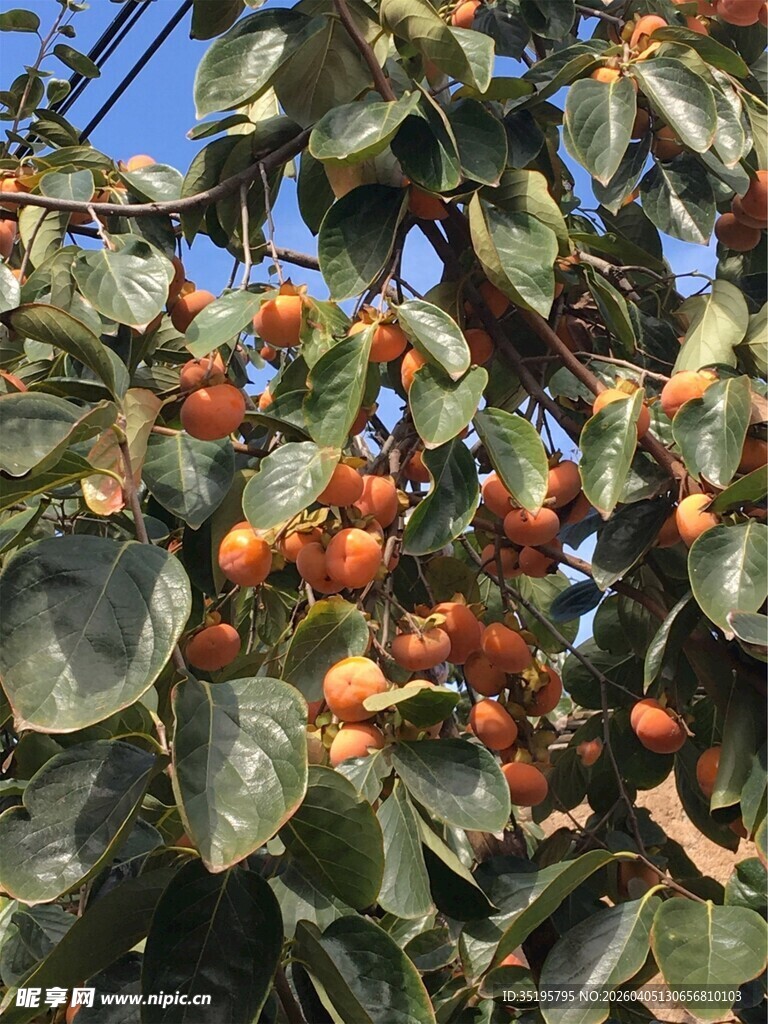 枝头挂满橙红果实
