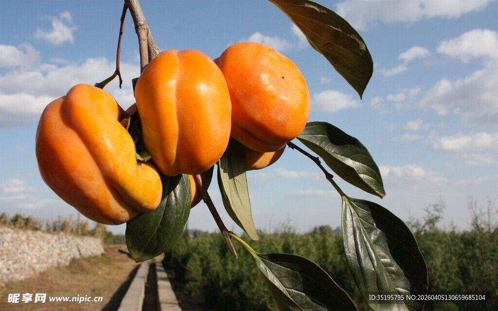 枝头挂着饱满的橙色柿子