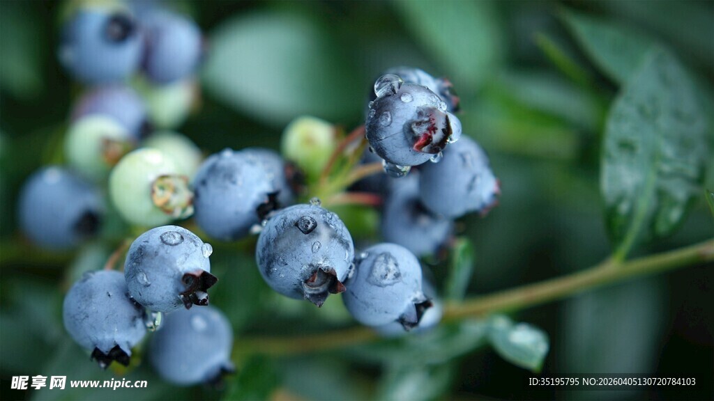 饱满蓝莓挂于翠绿枝叶间