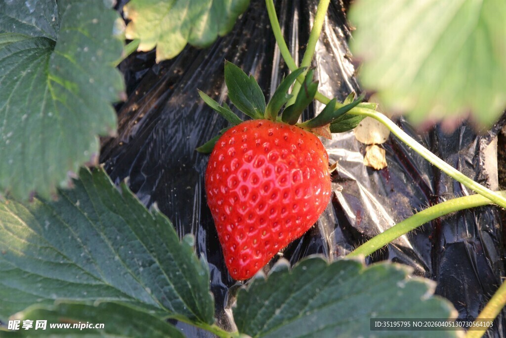 鲜红草莓挂于绿叶之间