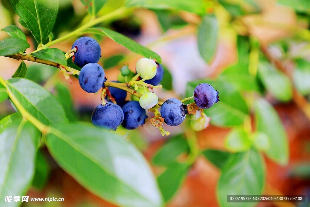 饱满蓝莓挂于翠绿枝叶间