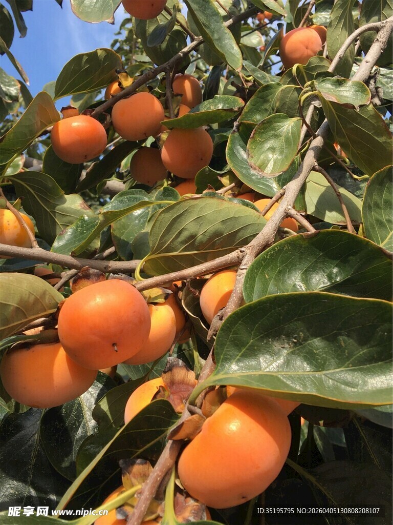 枝头硕果累累的成熟柿子