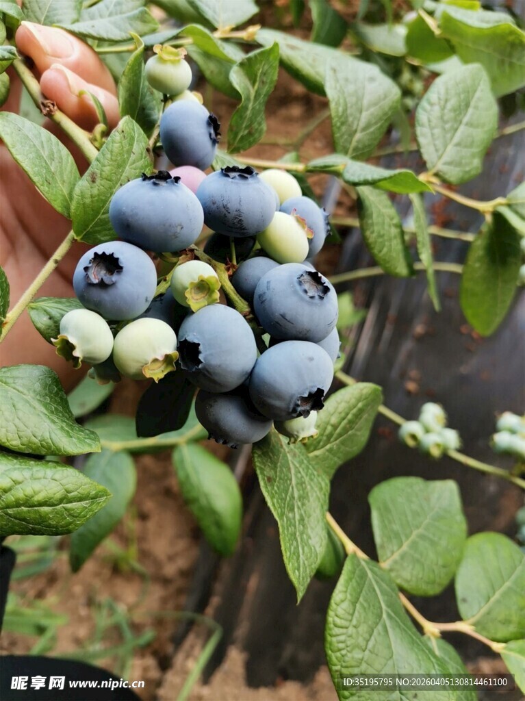新鲜饱满的蓝莓果实