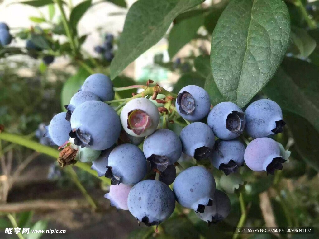 饱满蓝莓挂于枝头