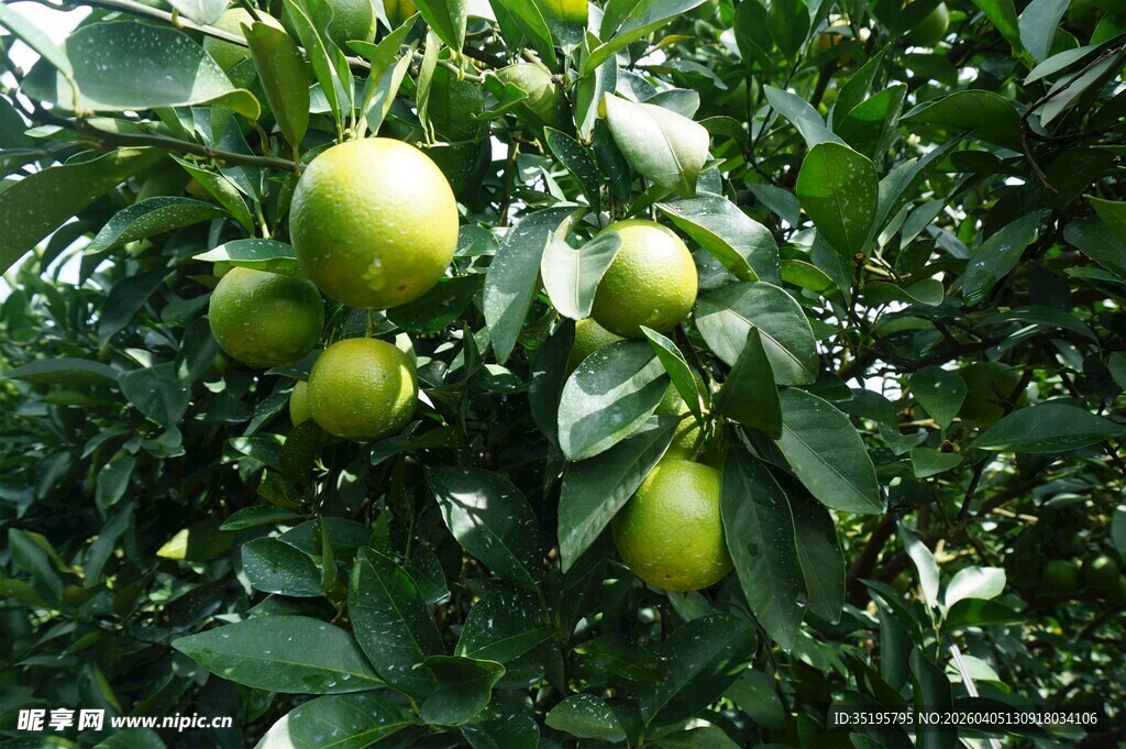 枝头青果绿意盎然的柑橘