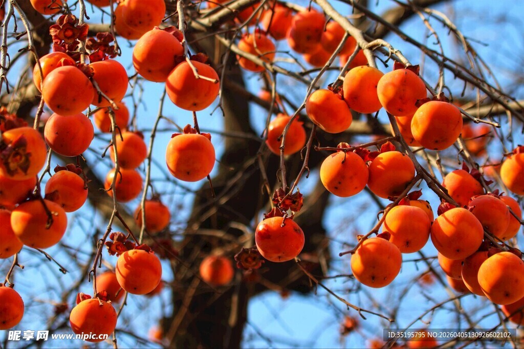 枝头挂满诱人的红柿子