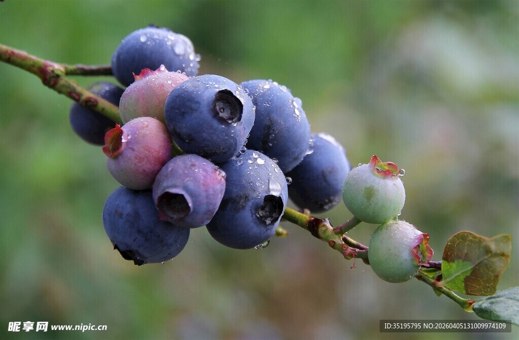 枝头饱满的新鲜蓝莓