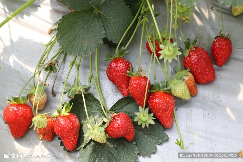 新鲜成熟草莓带叶悬挂