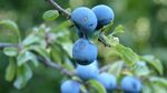 枝头蓝紫色果实