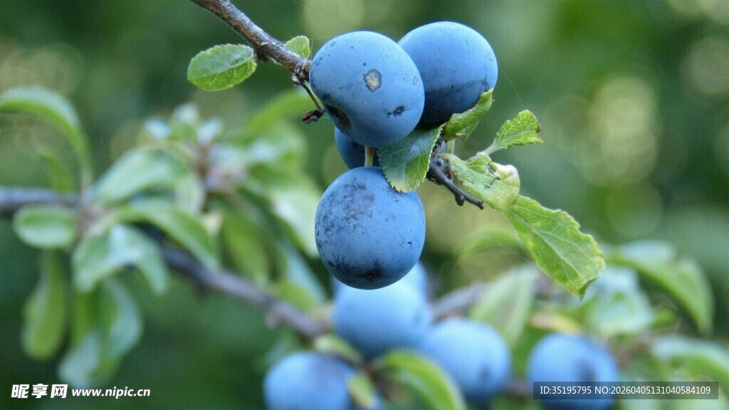 枝头蓝紫色果实