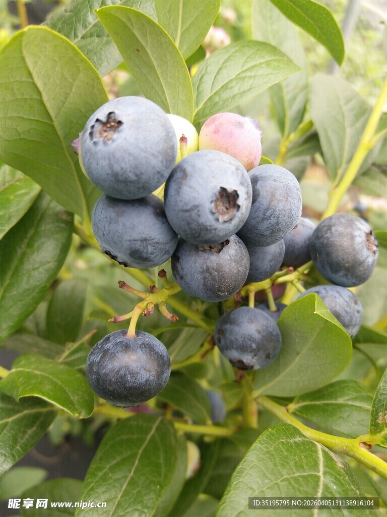 饱满蓝莓挂于翠绿枝叶间