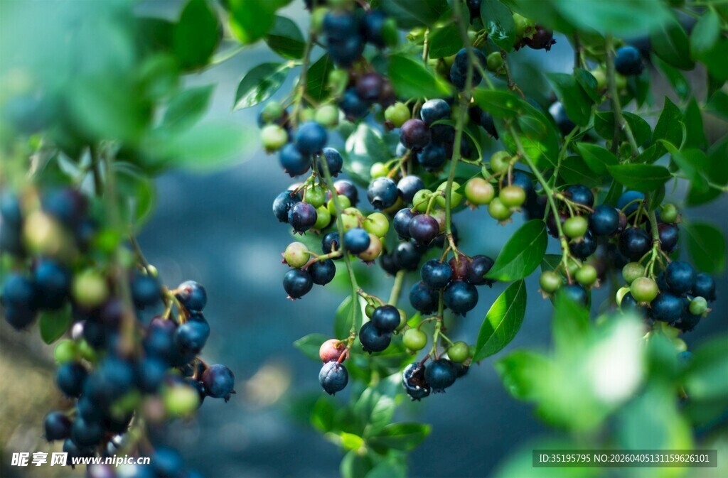 枝头饱满的诱人蓝莓