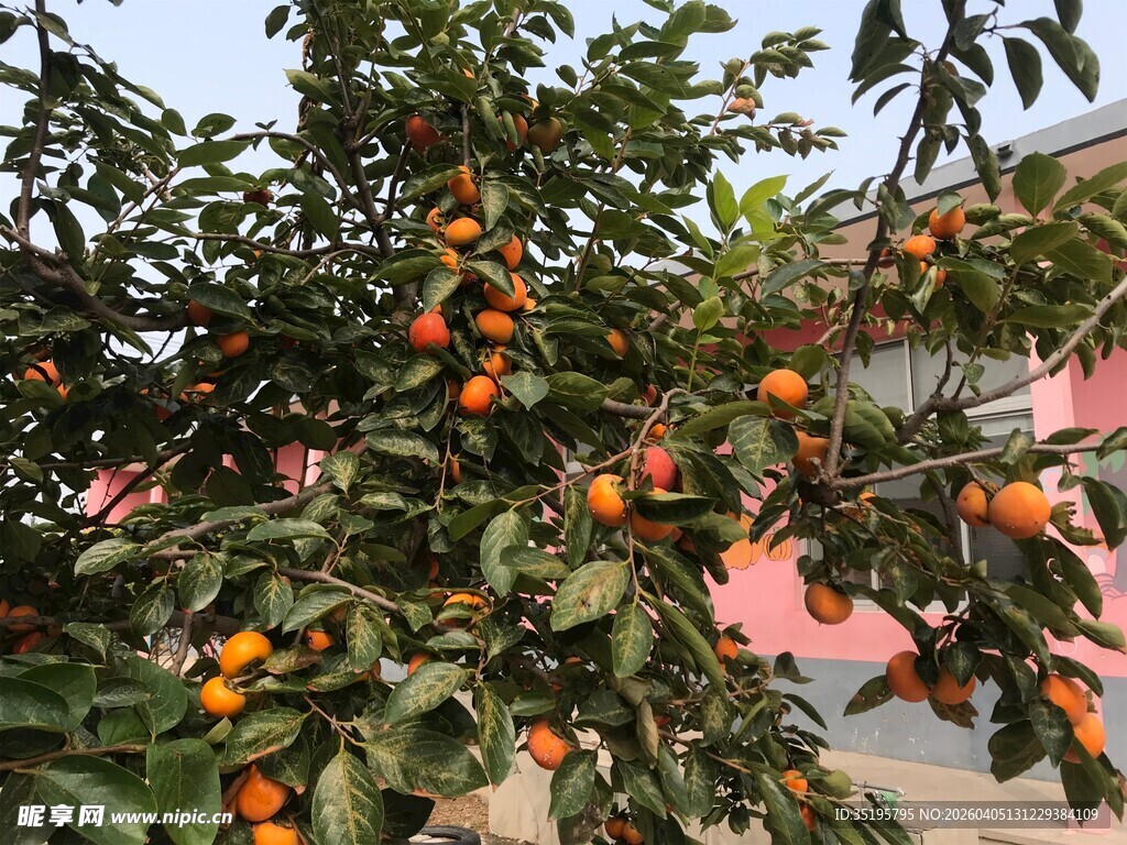 枝头挂满橙黄诱人柿子