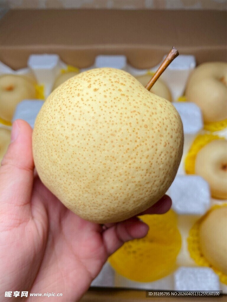 手捧新鲜黄皮梨
