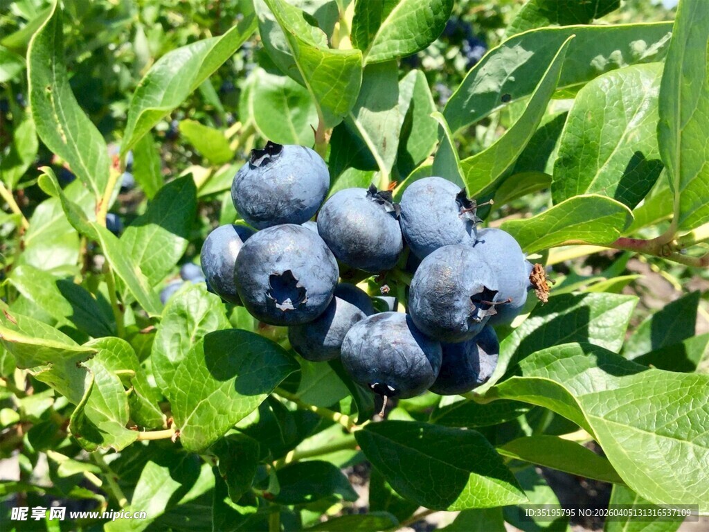 饱满蓝莓挂于翠绿枝叶间