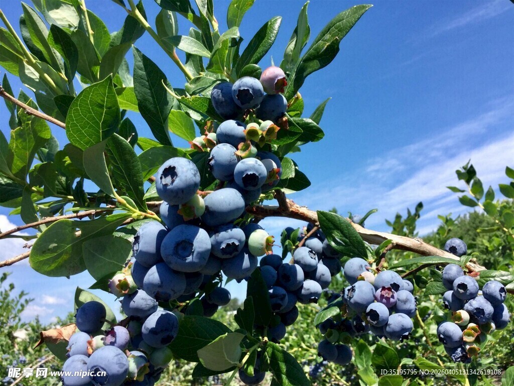 枝头饱满的成熟蓝莓