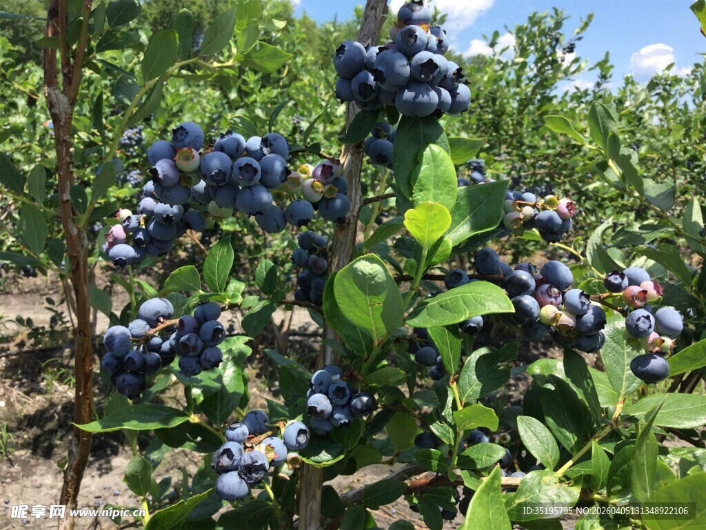 蓝莓植株上饱满的果实