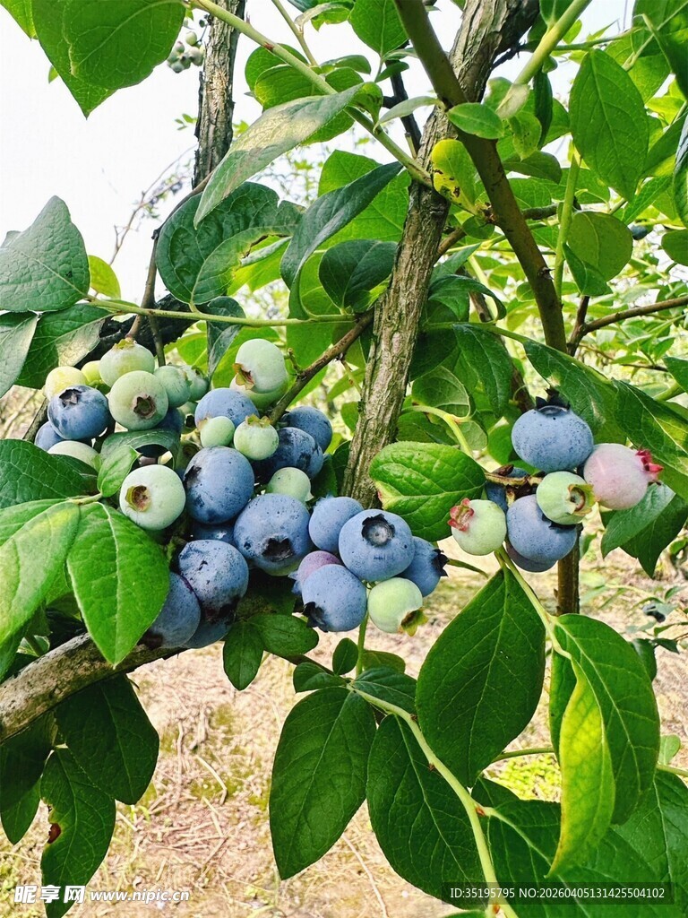 枝头饱满的成熟蓝莓