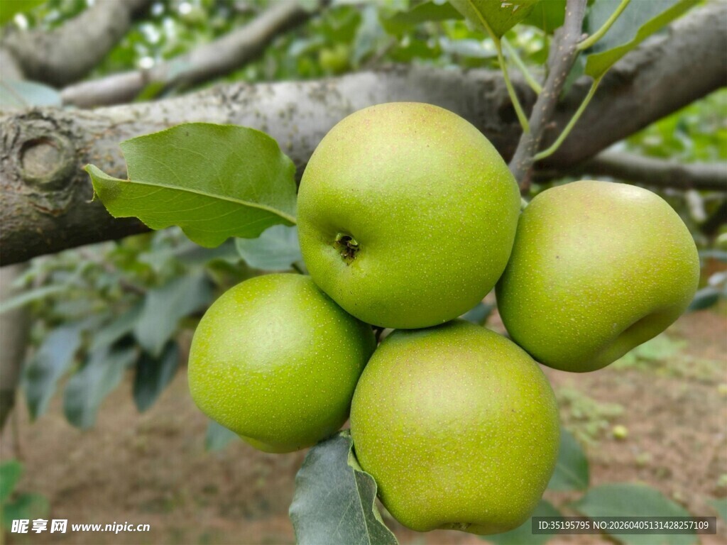 枝头青苹果鲜嫩诱人