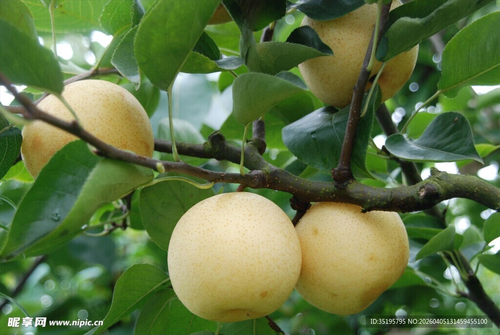 枝头挂着饱满的黄梨