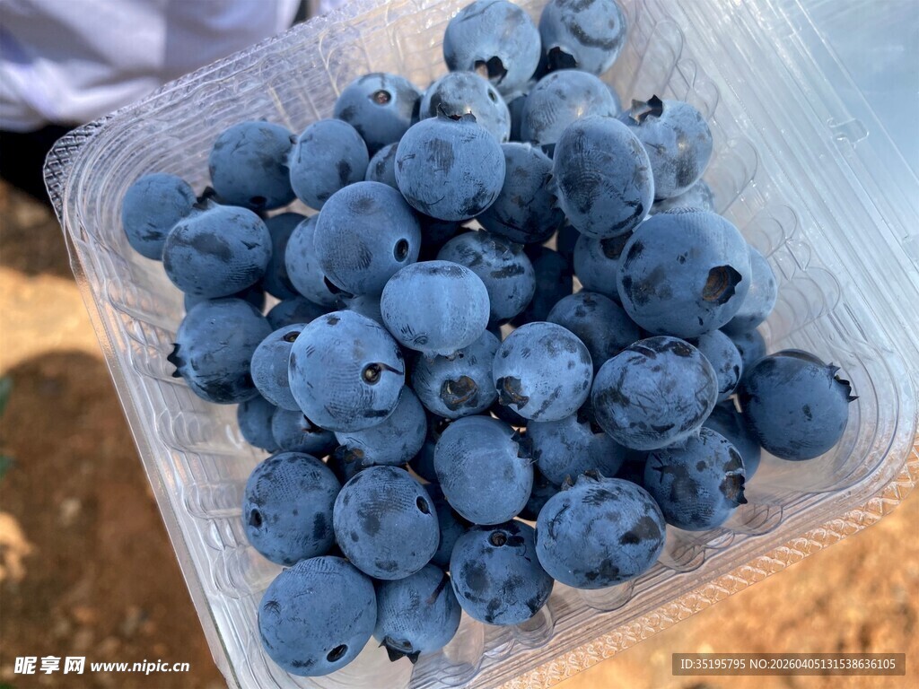新鲜饱满的盒装蓝莓