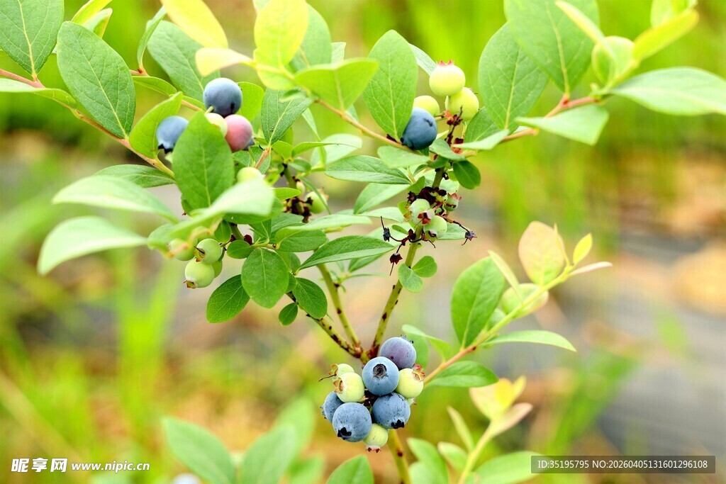 枝头饱满的新鲜蓝莓