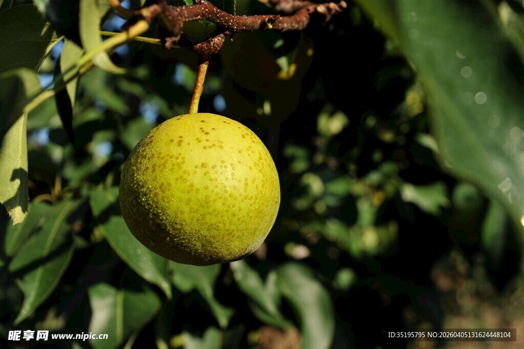 枝头挂着的鲜嫩青梨