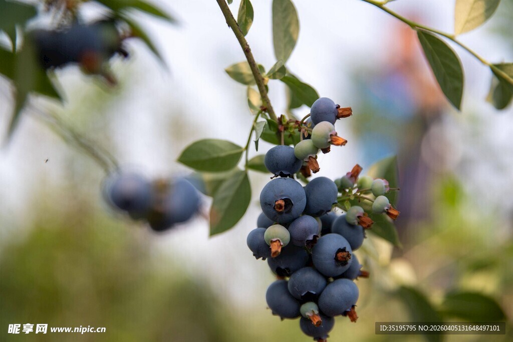 枝头饱满的蓝莓果