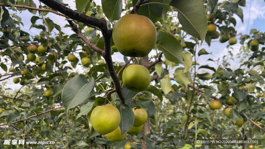 枝头挂着的青黄色果实