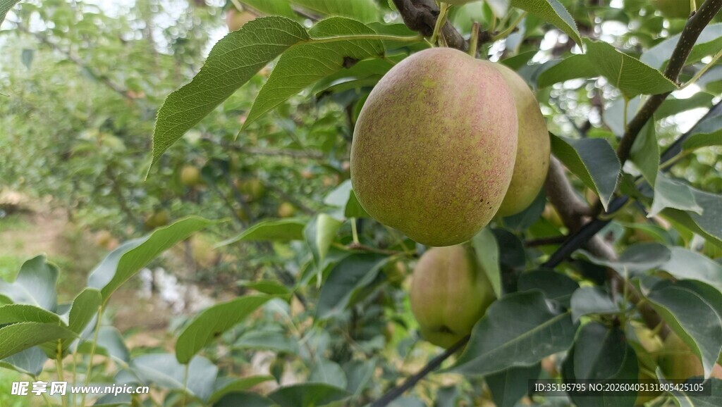 枝头挂着饱满的梨子