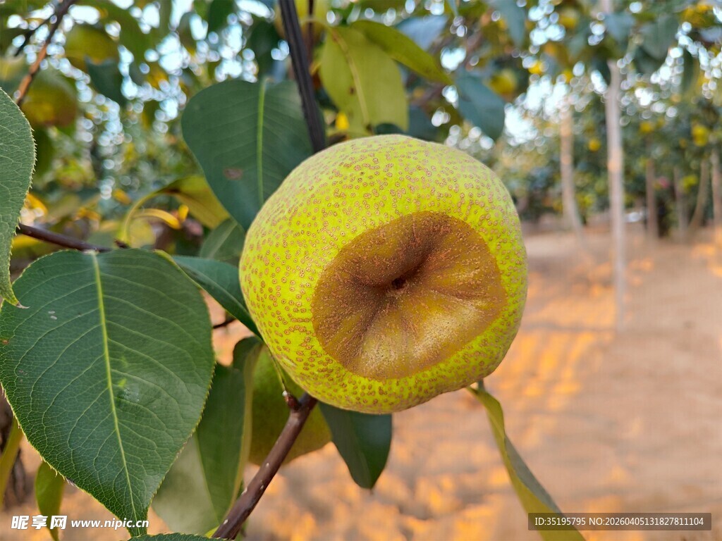 枝头带缺口的青苹果