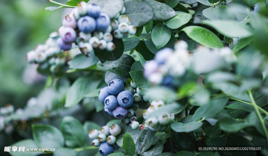 饱满蓝莓挂于翠绿枝叶间