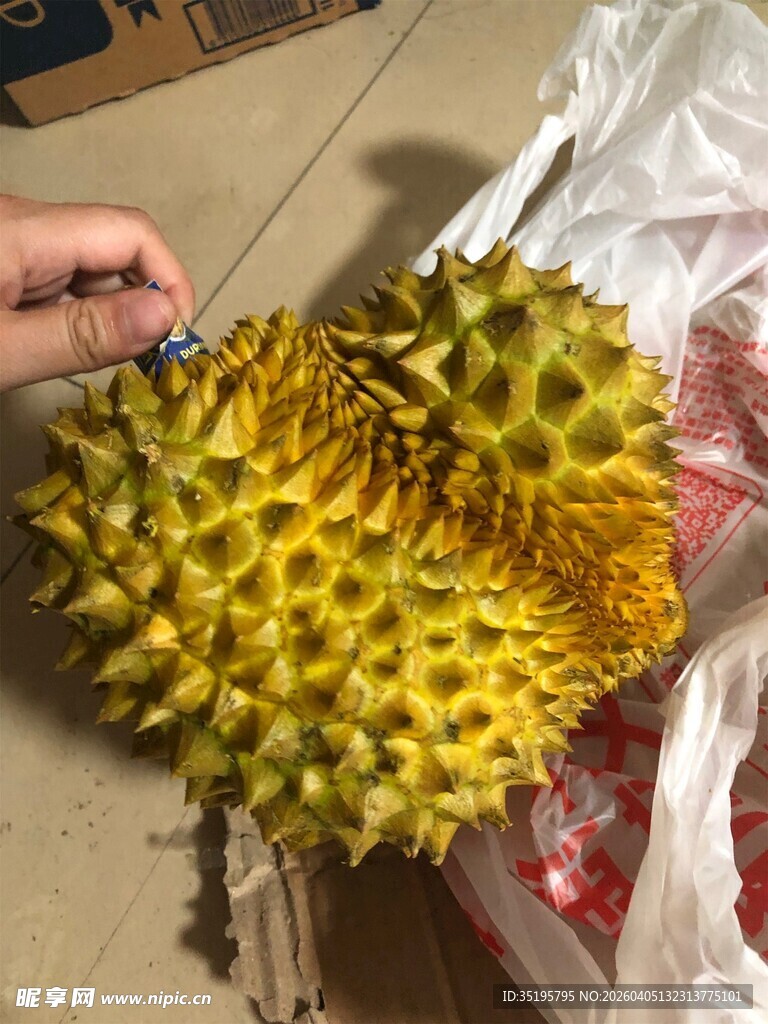手持新鲜多刺榴莲果