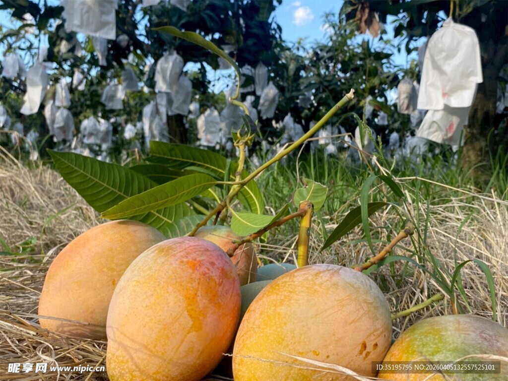草地上的新鲜黄皮芒果
