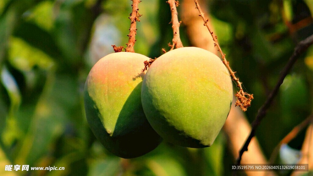 枝头挂着的青芒果