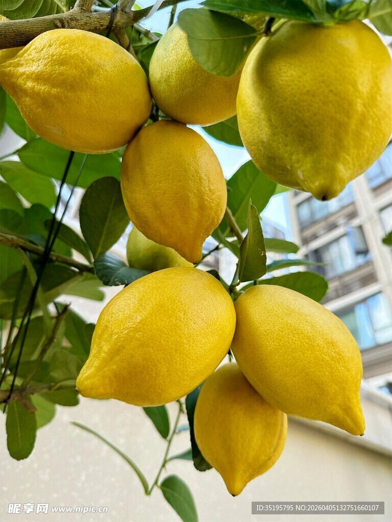 枝头饱满的鲜黄柠檬