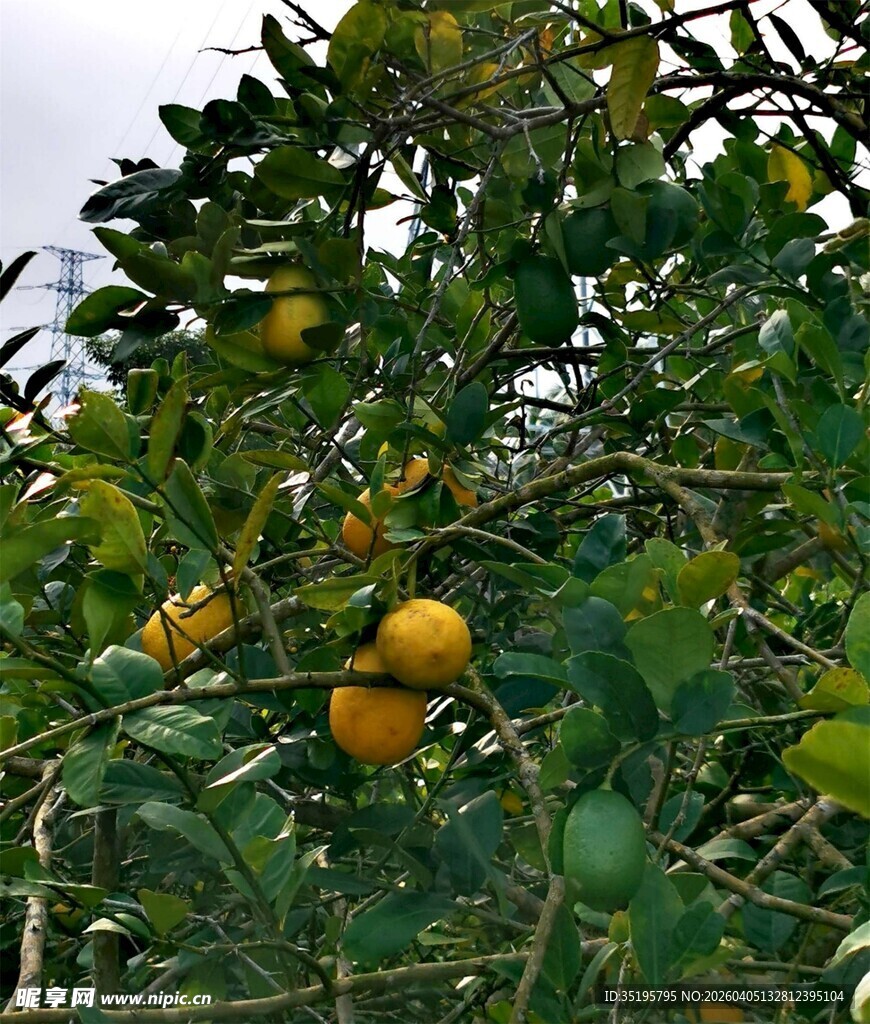 枝头挂满金黄的成熟果实